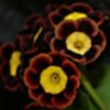 Auricula Tarantella - Abriachan Nurseries